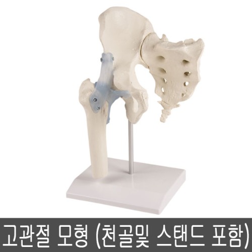 [SY] 고관절 모형 (천골및 스탠드 포함) 4554