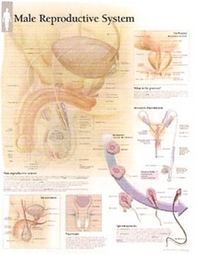 평면해부도(벽걸이) / 4000 /남성 생식시스템 Male Reproductive System / 사이즈   56cm ⅹ 71cm Paper