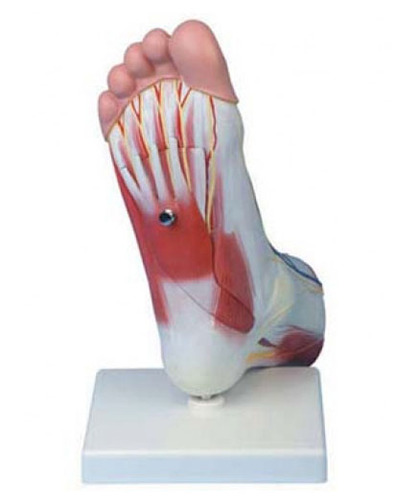 [GPI] GI1027A / Regional Anatomy of Foot/발모형