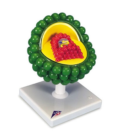 [3B] 에이즈 바이러스 모형 L40 (18x13x13cm/0.73kg) HIV - Model