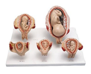 [3B] 태아발달모형 L11/9 (13x41x31cm/1.97kg) 3B Scientific® Pregnancy Series - 5 Models