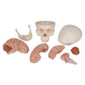 [3B] 뇌포함 두개골모형 A20/9 (20x13.5x15.5cm/1.58kg)