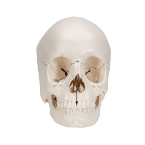 [3B] 22파트 분리형 성인두개골모형 A290 (21x14x16cm/0.5kg)