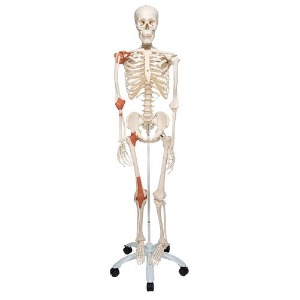 [3B] 4관절 인대부착  척추움직임이 가능한 전신골격모형 A12 (176.5cm/9.4kg)