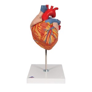 [3B] 2배확대 4파트분리 심장모형 G12 (32x18x18cm/0.66kg)