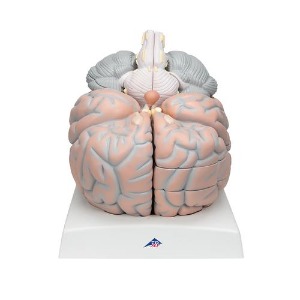 [3B] 대형뇌모형 VH409 (34x30x37cm/6.8kg)