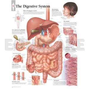 평면해부도(벽걸이)/1500/소화기관/ Digestive System /사이즈   56cm ⅹ 71cm Paper