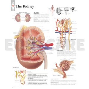 평면해부도(벽걸이) / 콩팥  신장/2000 The Kidney /사이즈   56cm ⅹ 71cm Paper