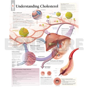 평면해부도(벽걸이)/ 콜레스테롤의 이해/1651 Understanding Cholesterol/ 사이즈   56cm ⅹ 71cm Paper