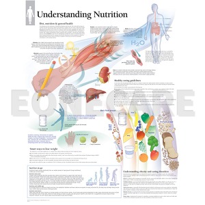 평면해부도(벽걸이)/ 6050/음식물섭취의 중요성/ The Importance of Nutrition/ 사이즈   56cm ⅹ 71cm Paper