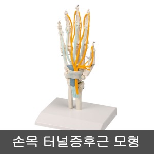 [SY] 손목 터널증후근 모형 (신경,인대포함) 6011
