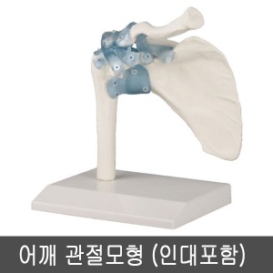 [SY] 어깨 관절모형 (인대포함) 4550