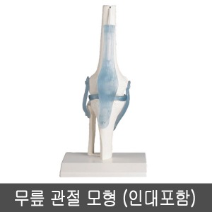 [SY] 무릎 관절모형 (인대포함) 4552