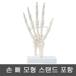 [SY] 손 뼈 모형 (Hand skeleton) 스탠드포함 6040