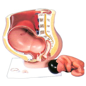 실제크기 태아모형 10개월 (EBK3-506) 태아의 자세 골반의 구조 교육용 인체모형