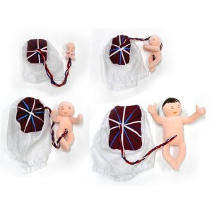 임신태아 + 양수막모형 set[EBK1-3]