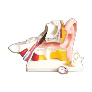 3배확대 귀의 구조 모형 (EBK3-344) 고막 모루뼈 내이 분리기능 교육용 귀모형 인체모형