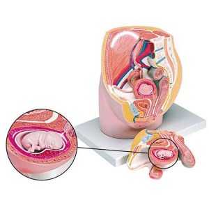 8주태아 여성골반 모형 (3분리)(EBK3-284) 태아모형 골반모형 임신과태아