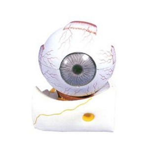 눈의 구조 모형 (9part) 3배확대 EBK-C0004(EBK3-324) 분리모형 눈모형 안구모형 수정체 홍체 각막 유리체 안구뼈