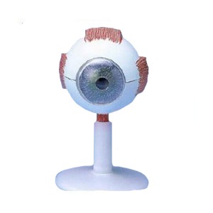 눈의 구조 모형 (6part) 3배확대 EBK-C0002(EBK3-326) 눈모형 안구모형