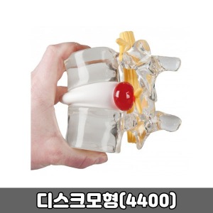 [SY] 디스크 모형 (4400) 인체 척추모형