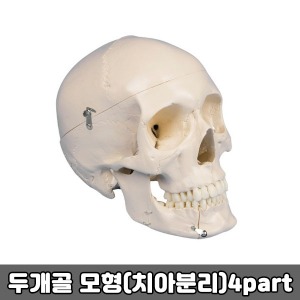 [SY] 두개골 모형 (치아 분리) 4part / 4513