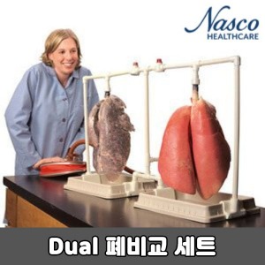 [SY] 나스코 살아있는 폐 비교 모형 LS3802 Dual 흡연폐 비교 Set  NASCO
