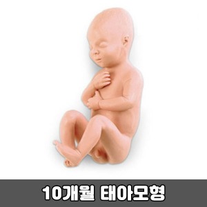 [SY] 10개월 태아모형 (LF00931)