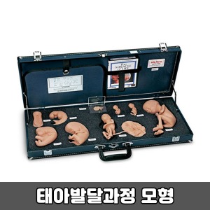 [SY] 탄생의 신비모형 WA25812 (태아의 발달과정)
