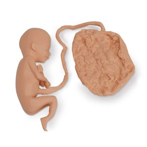 [SY] 20주 태아모형 (양성/성별구분X) (LF00831) / 태아모형 산부인과모형 임신태아모형 출산모형