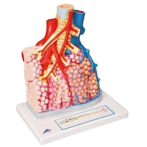 [3B] 혈관 주위를 둘러싸고 있는 폐엽 G60 (26x33x19cm/1.35kg) Pulmonary Lobule with Surrounding Blood Vessels