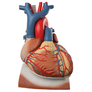 [3B] 10분리 3배확대 심장모형 VD251 (41x33x28cm)