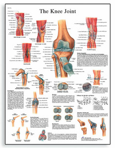 [3B]무릎관절차트 VR1174L(코팅)/VR1174UU(비코팅) Knee Joint Chart /50 x 67 cm