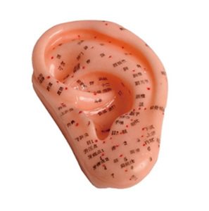 [S3343] 귀경혈모형/ JSM-20,13cm/ 한자표시