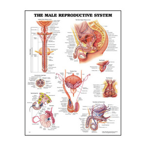 3D해부도  남성 생식기 차트 (9672) The Male Reproductive System