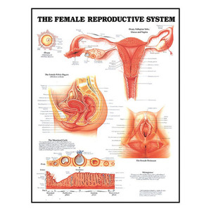 3D해부도 여성 생식기 차트 (9652) The Female Reproductive System