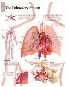 평면해부도(벽걸이)/ 1800 The Pulmonary System / 사이즈   56cm ⅹ 71cm Paper