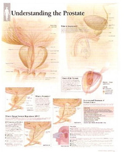 평면해부도(벽걸이)/ 4500 /전립선의 이해 Understanding The Prostate/사이즈   56cm ⅹ 71cm Paper