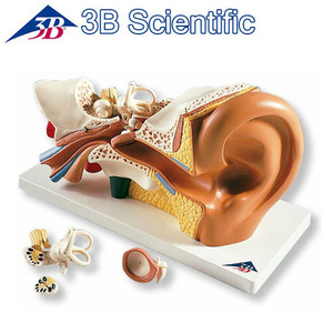 [3B] 4분리 귀단면모형 E10 (34x16x19cm/1.25kg) Ear Model, 3 times life size, 4 part