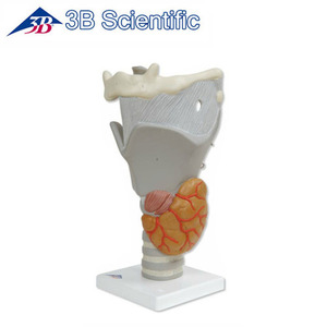 [3B] 2.5배확대 기능형 후두모형 G20(14x14x28cm/0.66kg) Functional Larynx Model