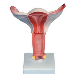 [GPI] GI2001A/여성자궁모형 / Internal Female Reproductive Organ