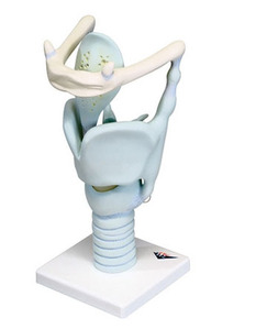 [3B] 3배확대 후두모형 VC219 (32x13x15cm/0.57kg) Functional Larynx Model