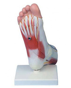 [GPI] GI1027A / Regional Anatomy of Foot/발모형