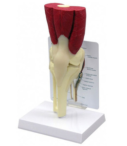 [GPI]  무릎관절근육모형(G106)/ Muscled Knee 106