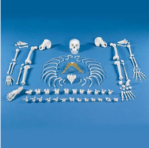 [Zimmer]분리골모형/Skeleton,Unassembled (Bone Collection)