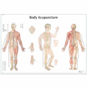 [독일3B] 침술차트  Body Acupuncture Chart VR1820L(코팅) 인체해부도