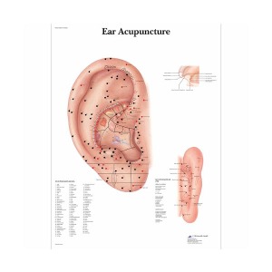 [독일3B] 귀 침술차트 Ear Acupuncture Chart VR1821L(코팅) 인체해부도