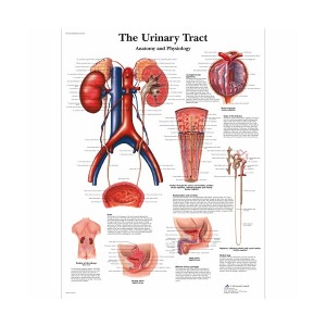 [독일3B] 요로(해부생리학)차트 The Urinary Tract, Anatomy and Physiology VR1514L(코팅) 인체해부도 요로감염