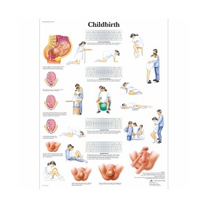 [독일3B] 출산차트 Childbirth Chart VR1555L(코팅) 인체해부도 출산과정
