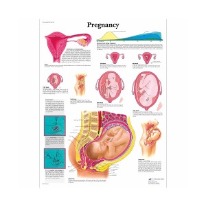 [독일3B] 임신차트 Pregnancy Chart VR1554L(코팅) 인체해부도